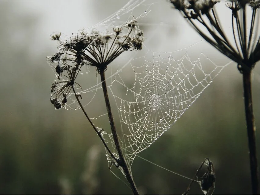 Lessons From a Spider's Apocalypse