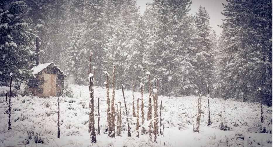 A Fool in Winter