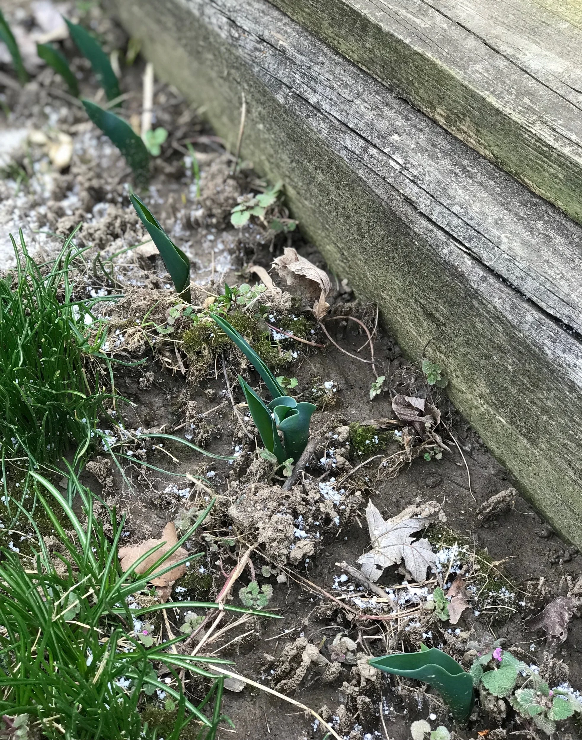 A Cautious Spring Unfolding