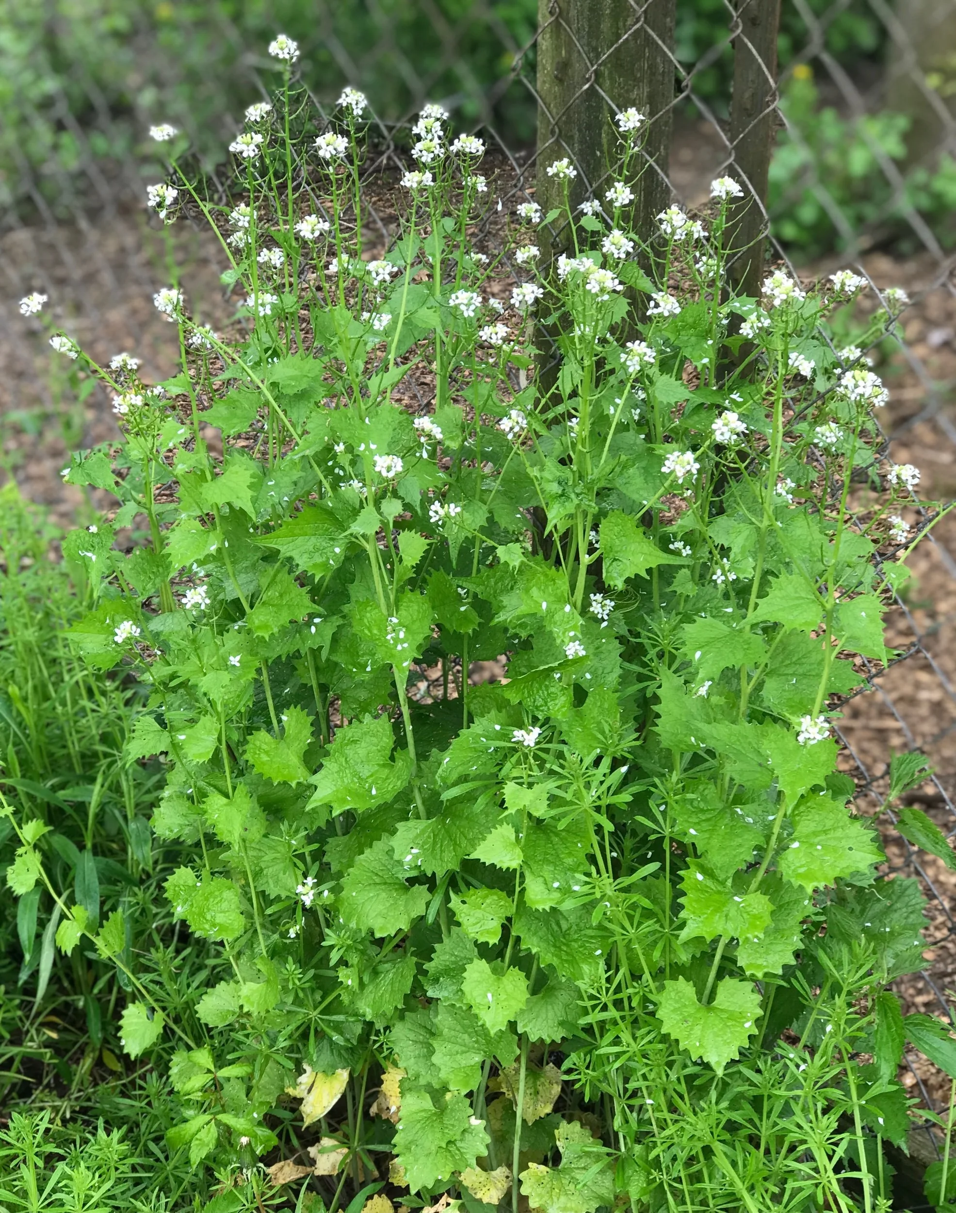 What Spring Does to a Person