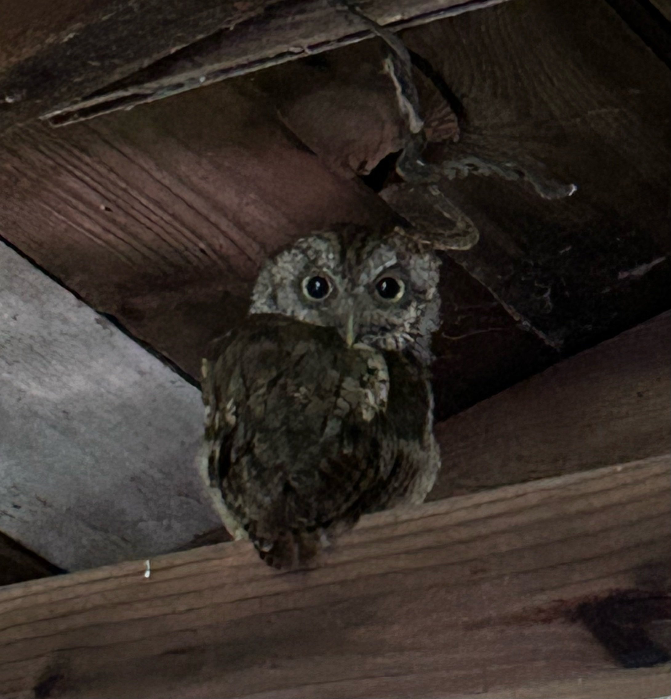 They Let Us Live Here