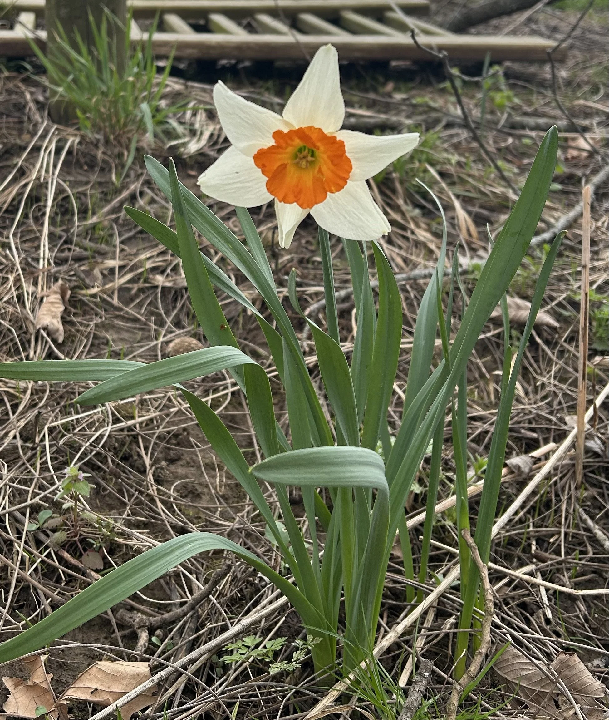 8-1-2026