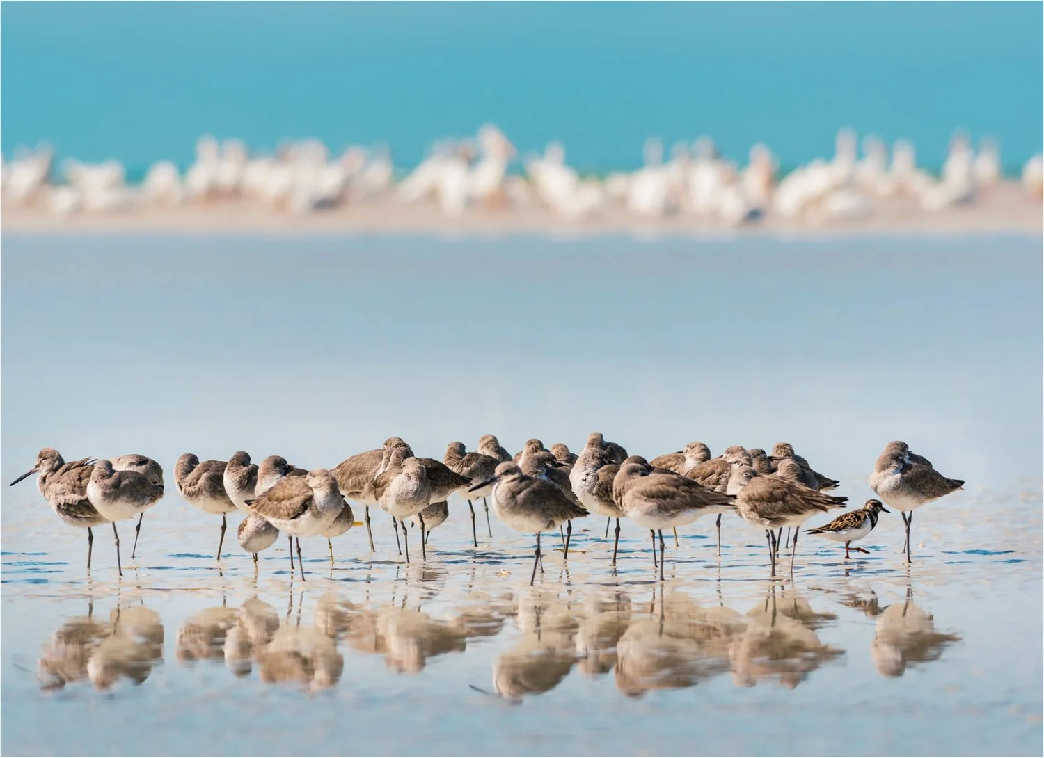 Ruso Orthodontics Braces and Invisalign Melbourne, FL