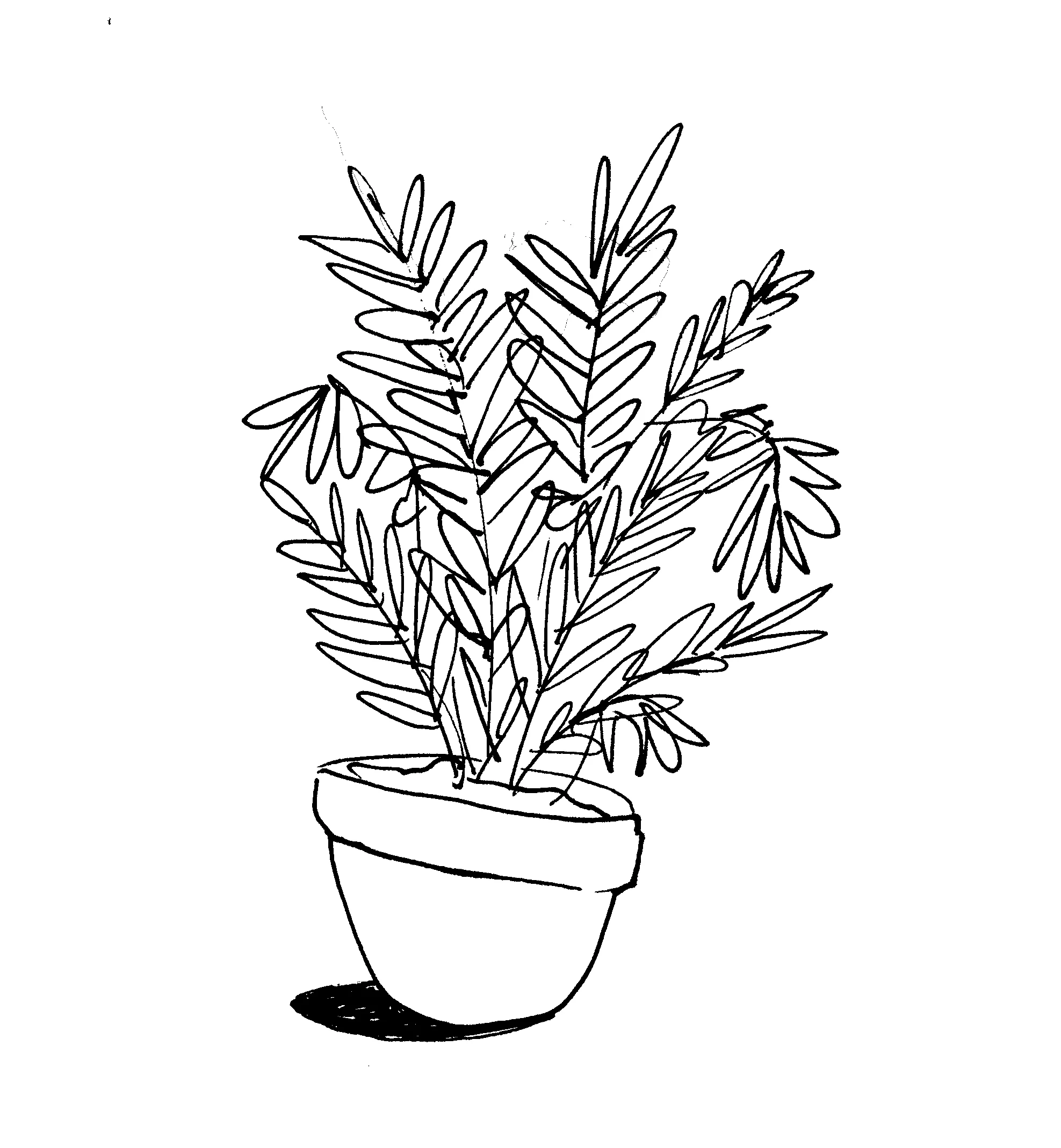 plant.jpg