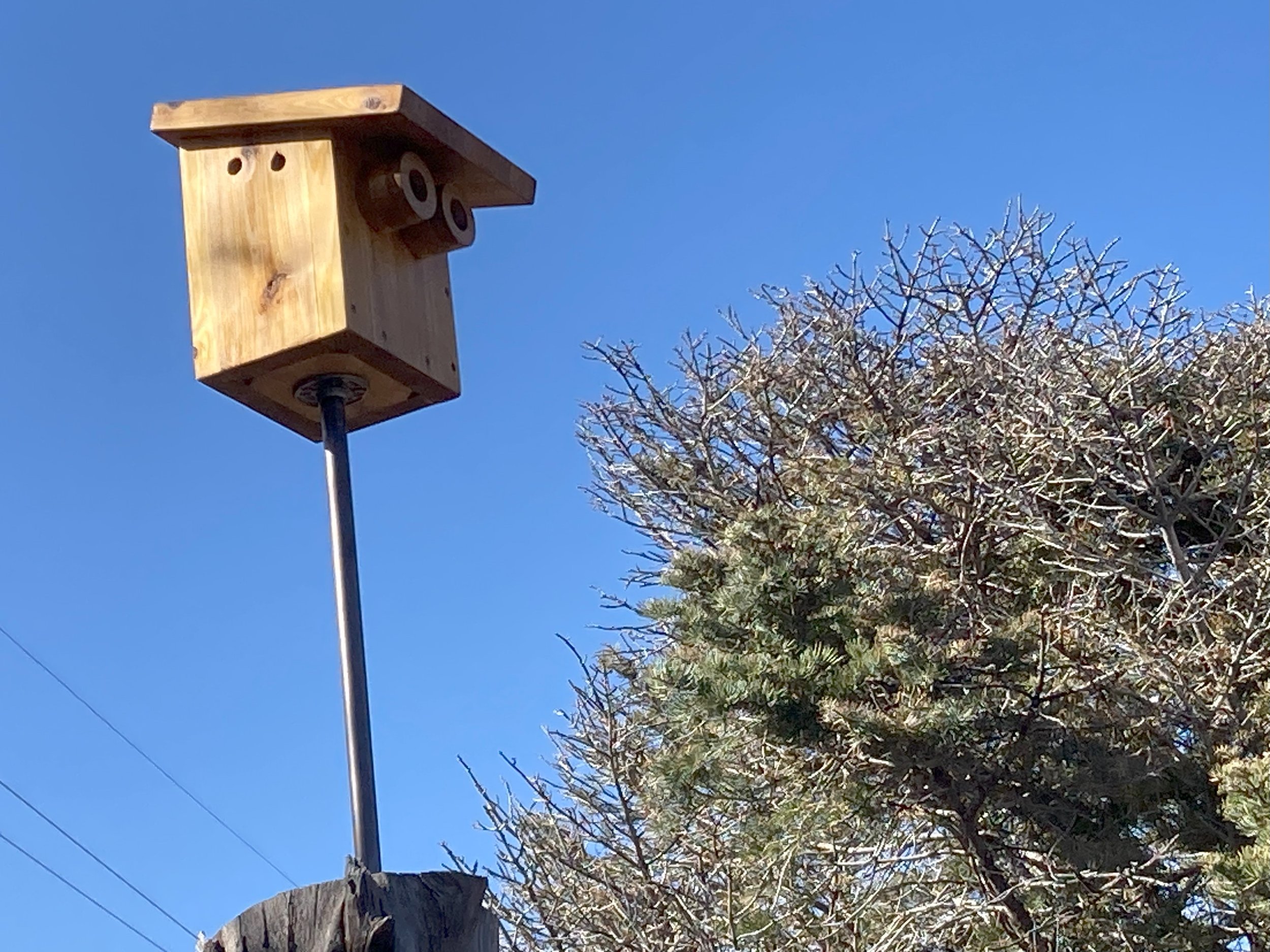 Western Bluebird House
