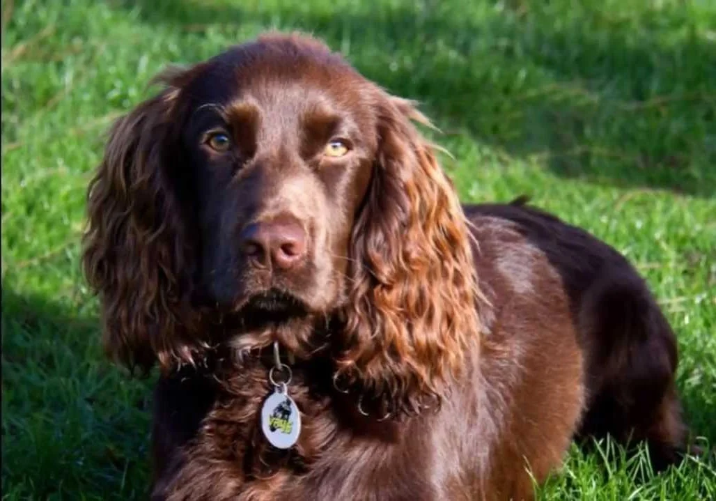 Dog 2.jpg