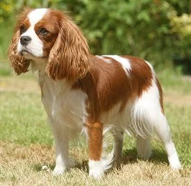 Dog3.jpg