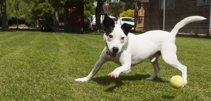 Dogs Playing 2.jpg