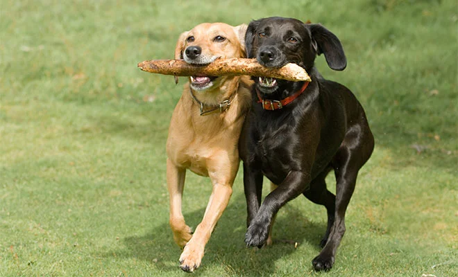 Dogs Playing.jpg