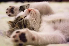 Cat 1.jpg