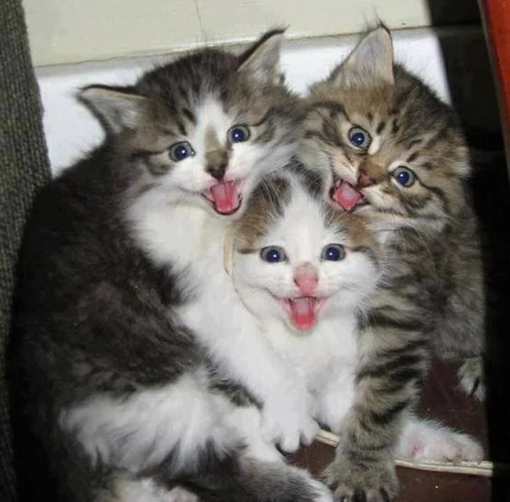 Cat 3.jpg