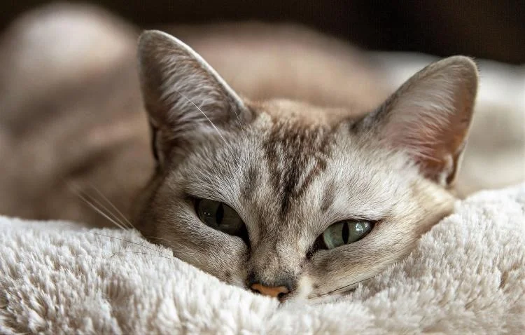 Cat 5.jpg