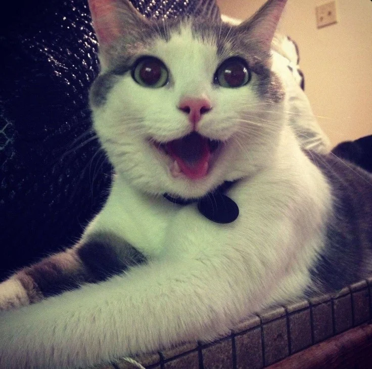 Cat 4.jpg