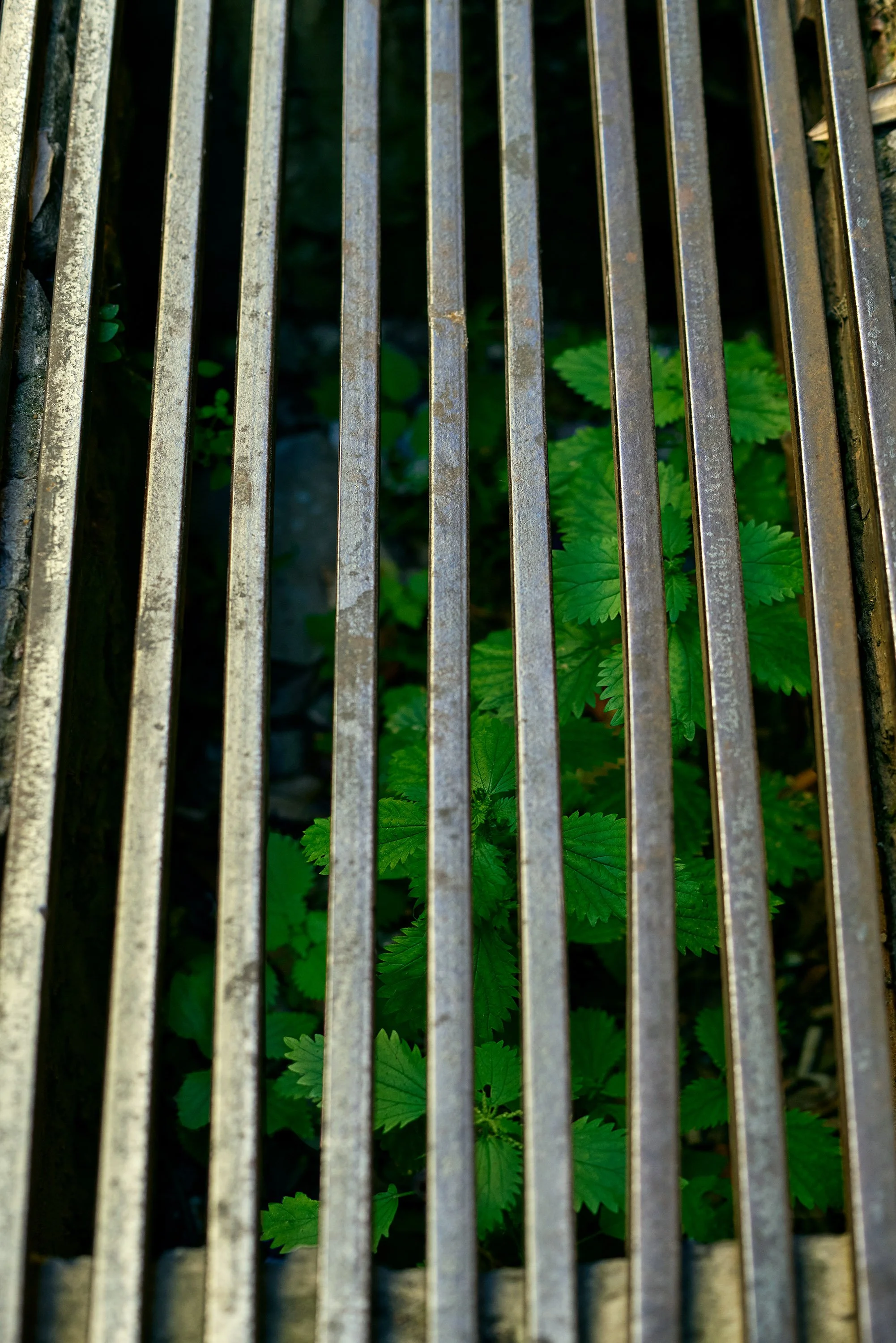 ACCIDENTAL GARDEN ROME DRAIN 4489.jpg