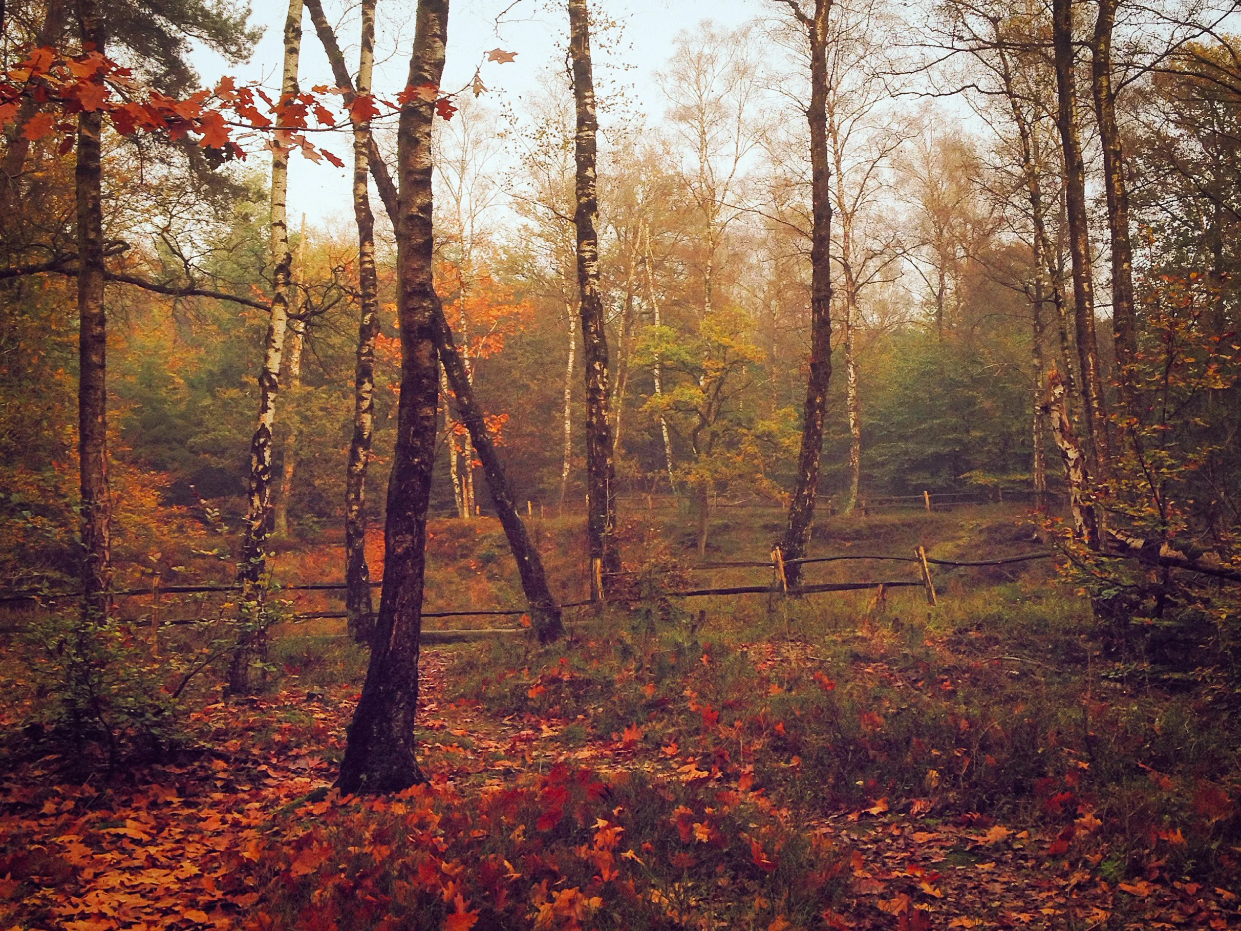 Trees.jpg