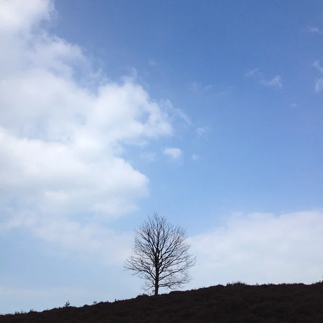 lone tree.jpg