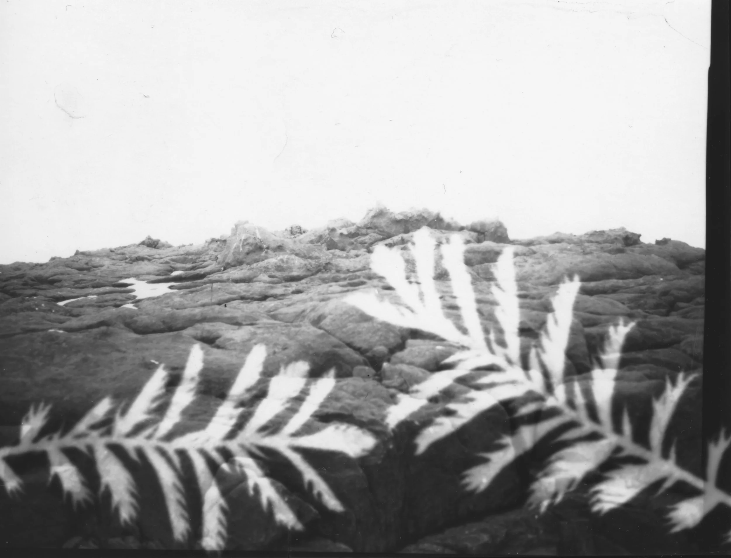 fern.jpg