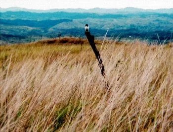 2000-fijibird-2.jpg
