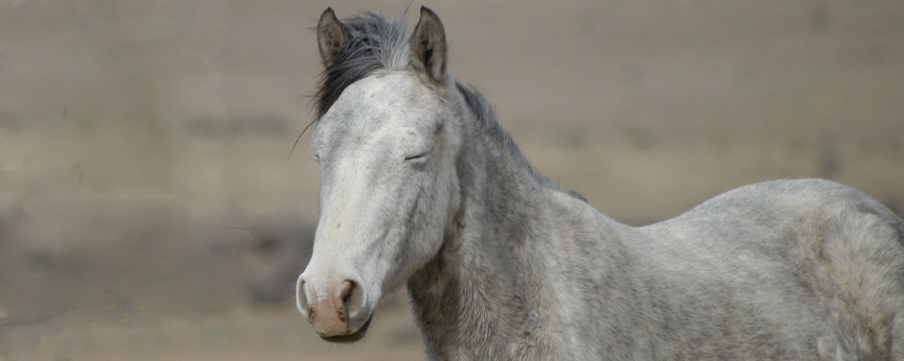 brigidparsons-header-horse.jpg