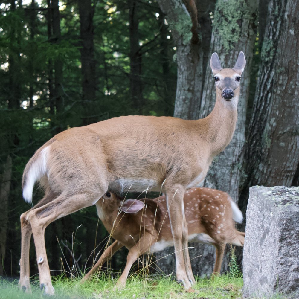 Momma deer and fawn alongside Park Loop Drive