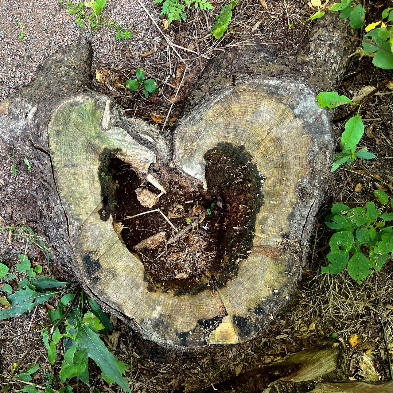 Found a heart stump while walking in the woods!