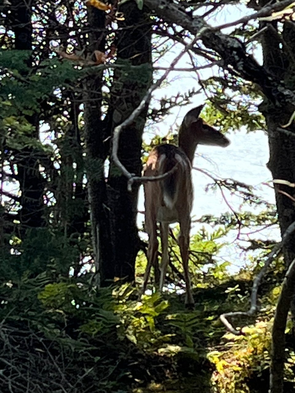 Deer spotting at Irving Nature Park