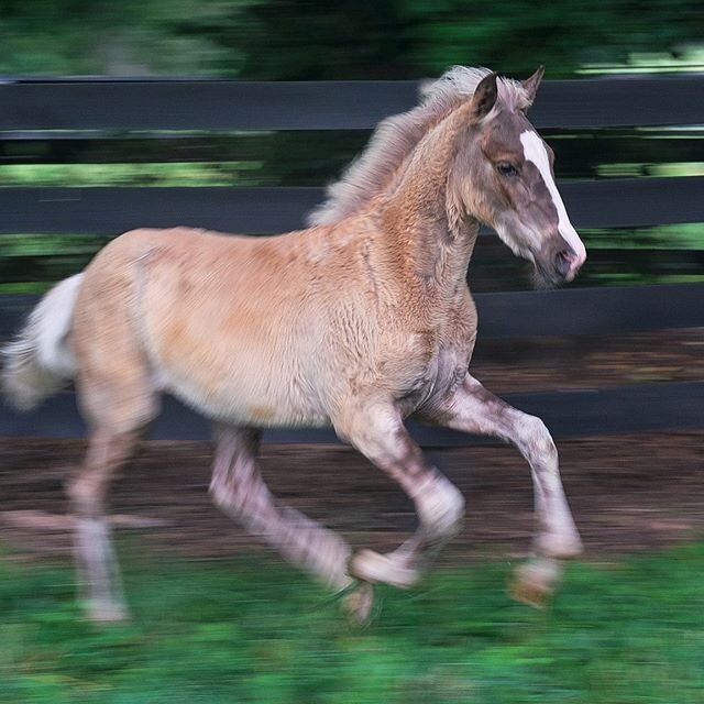 Saturday&rsquo;s got Harlow feelin fresh 🐎💨 #silverharlow #waterfordhomestead #harlowthefoal #silverdapplefoal #blurr #silverblack #blacsilver #foalsofinstagram #freshfoal #foalfuzz #equinelove #foal #equinesofinstagram #kyfarmlife