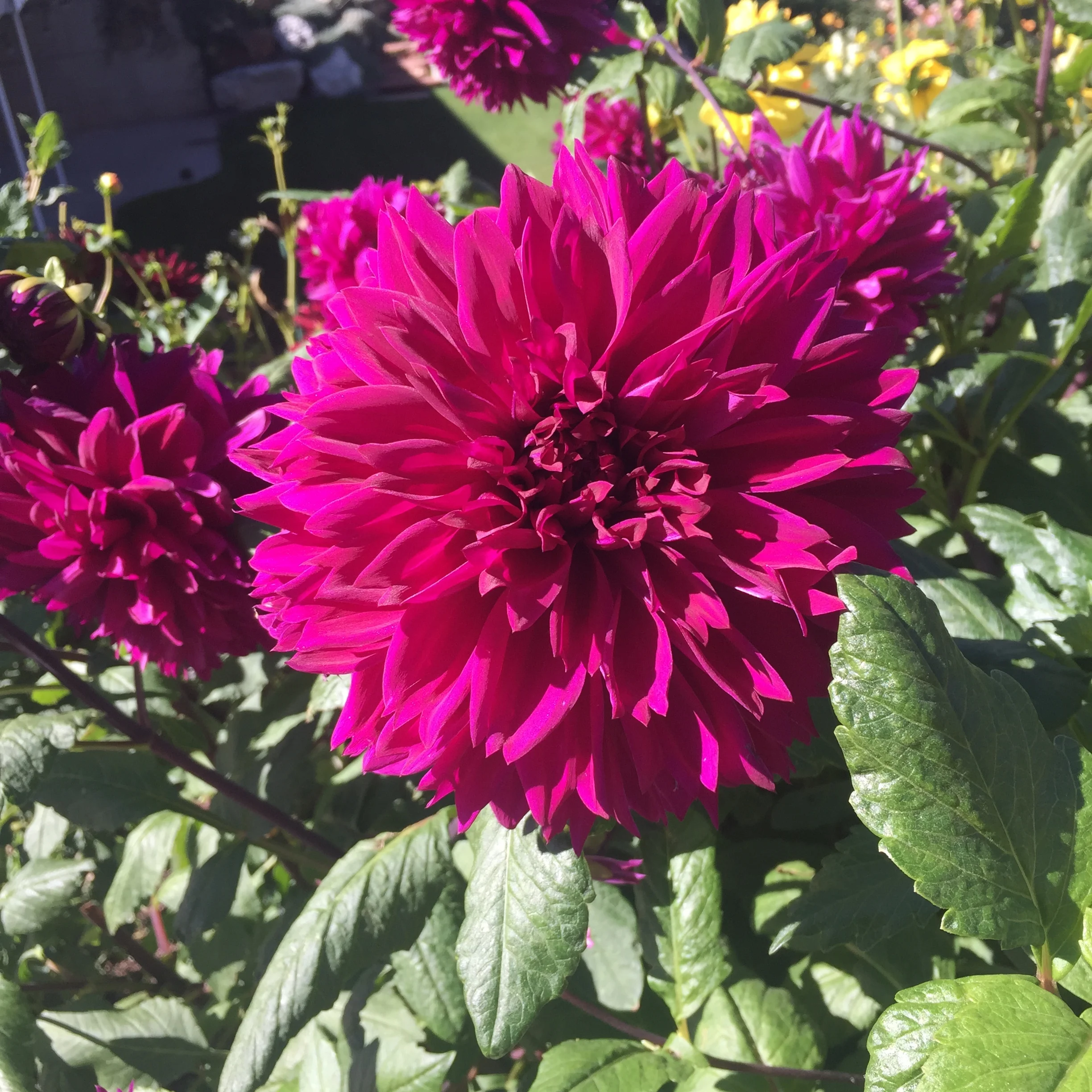 Thomas Eddison 1.JPG