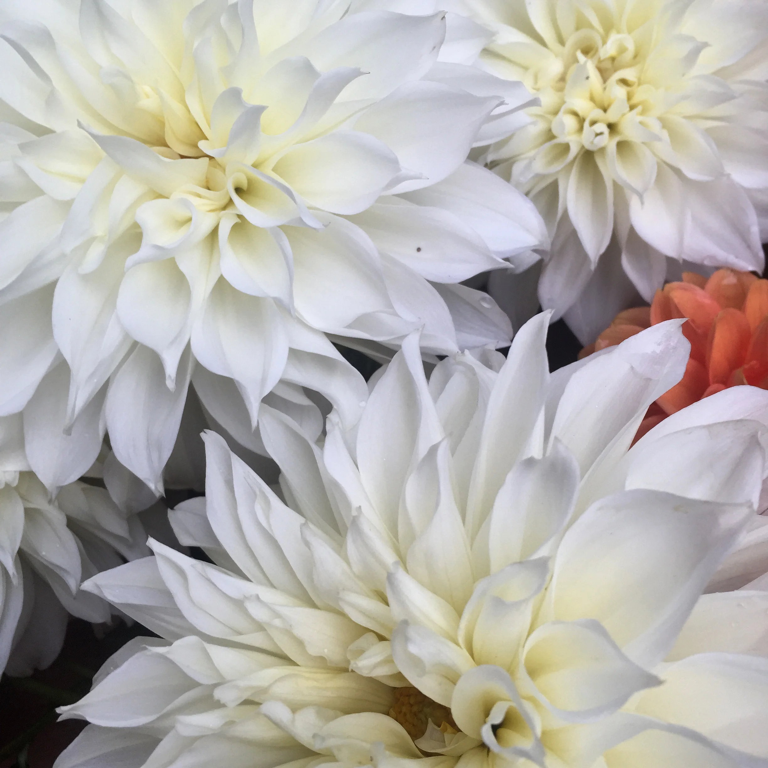 WDP saved from the rain.JPG