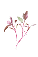 amaranth, red-8.png