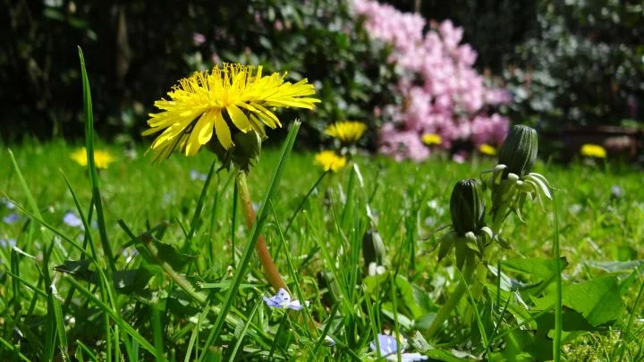 Living With Weeds