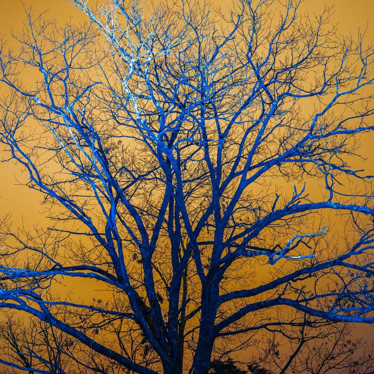 🌲

#tree #nature #naturephotography #sky #photography #blue #orange #electric #adventure #night
