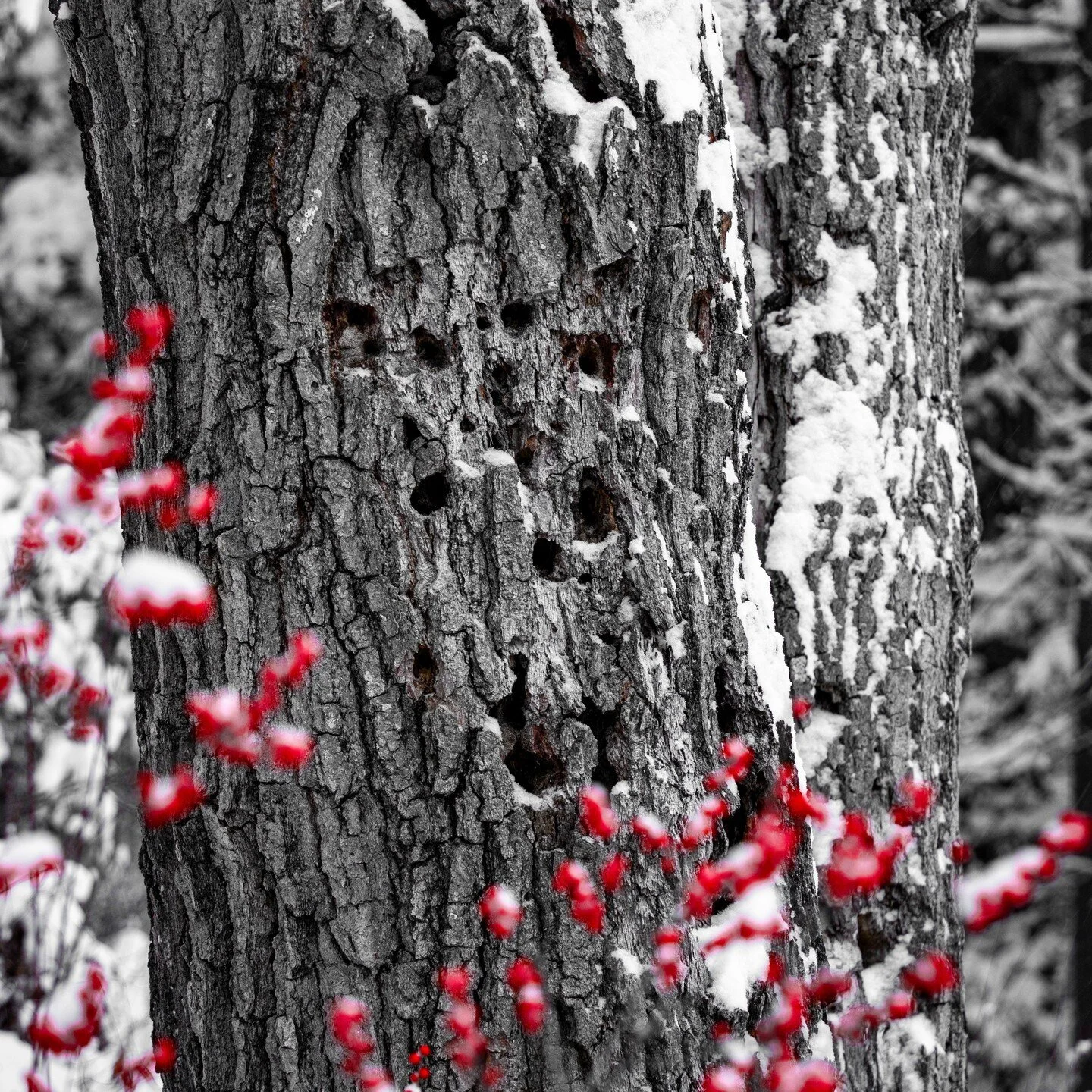Snow day saunter

#naturephotography #tree #bark #winter #winterwonderland #snow #snowday #woodpecker