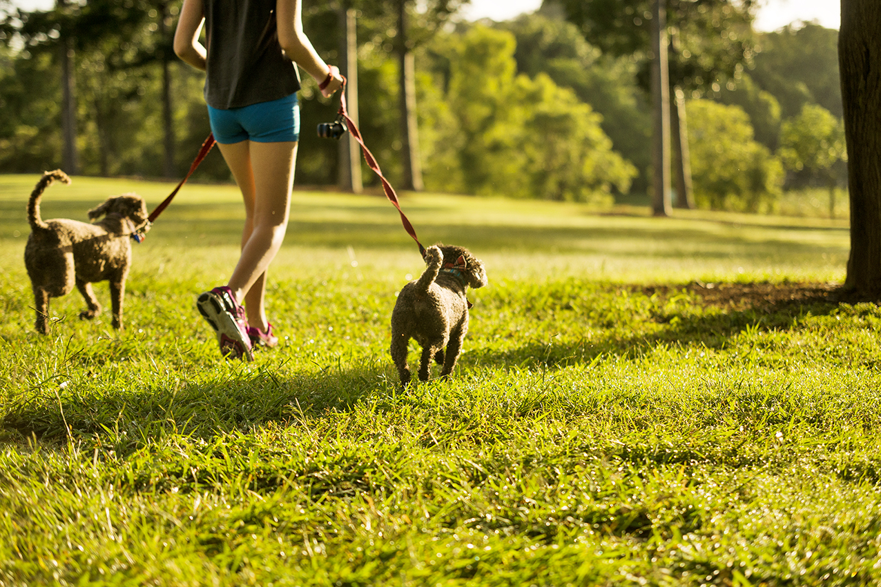 arbour reach dogwalker.jpg