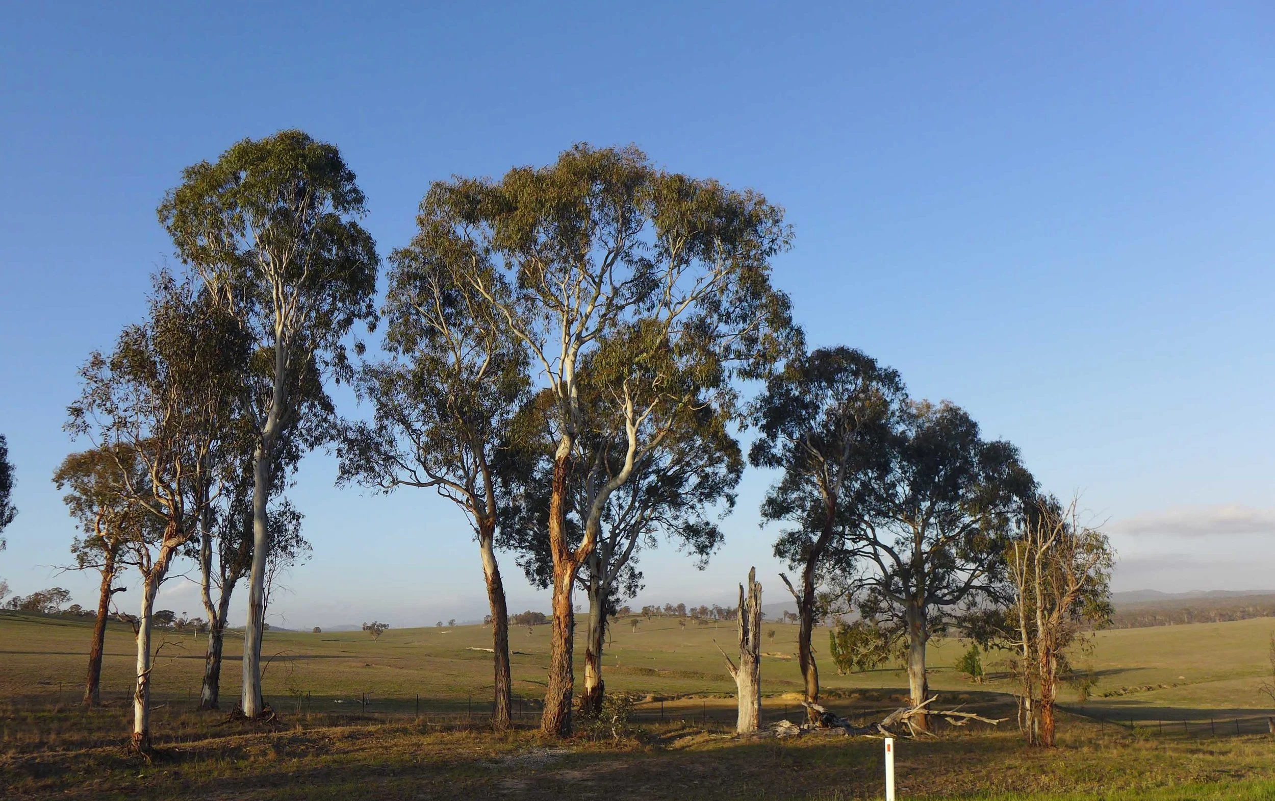 Poetry reading at 'Between the Lines: Black Gully Printmakers inspired by Judith Wright'