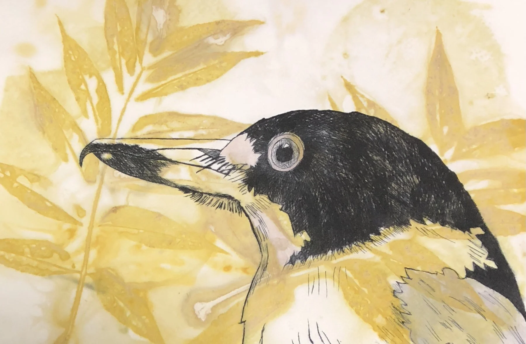 dry point etching on eco dyed paper butcher bird