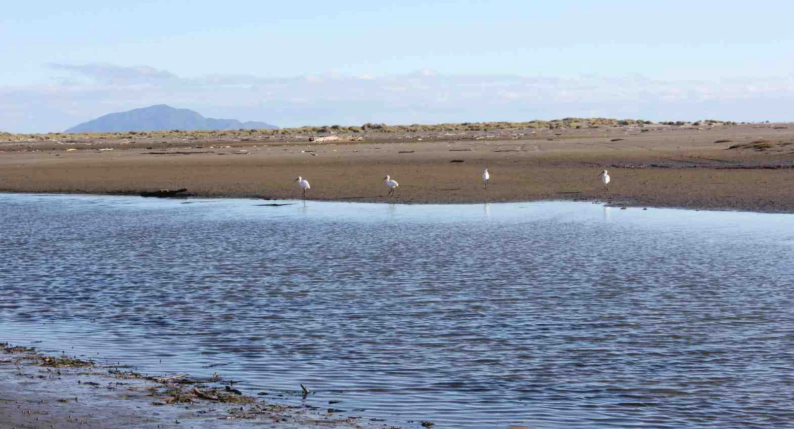 TAIAO: The project should acknowledge and incorporate the natural environment