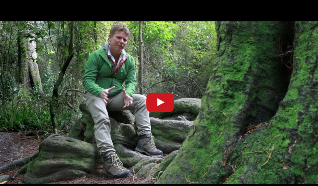 Antony Shadbolt on the new urban forest planned for Woolston