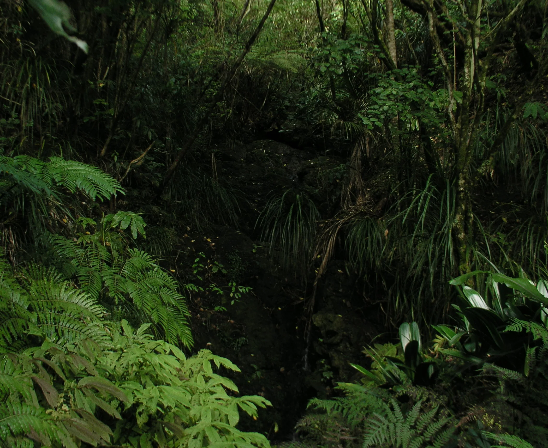 What we do in the shadows