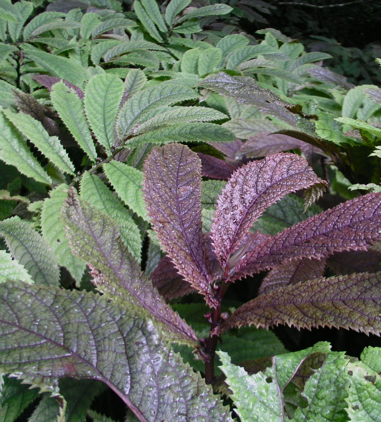 ELATOSTEMA RUGOSUM: Large purple-green leaves cascade through wet shade. Found in lowland-montane of the North Island. 