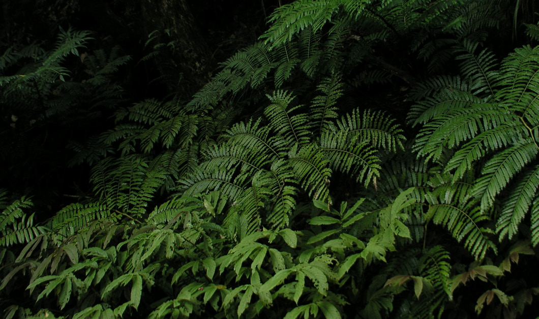 PTISANA SALICINA: An at-risk; giant, lush fern ideal for deep, damp shade. 