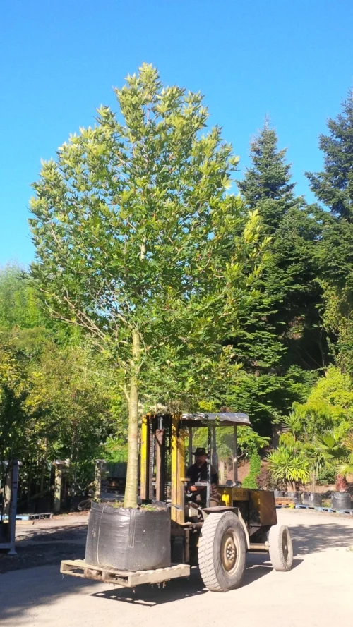 Over 10 years the platanus orientalis (Oriental Plane) grows to a height of 9m. It's perfect for large lawns and parks, providing good shade. It also tolerates pollution well.