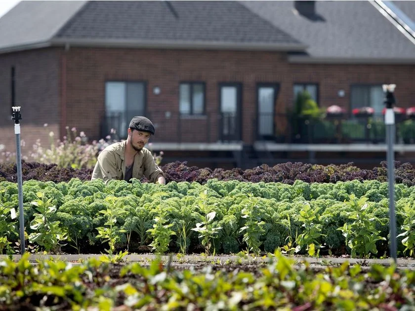 Richard Duchemin in the rooftop produce garden on top of his IGA store