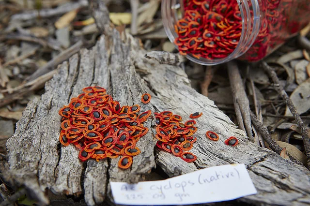 The kiwi landscape architect working to save the Australian bush