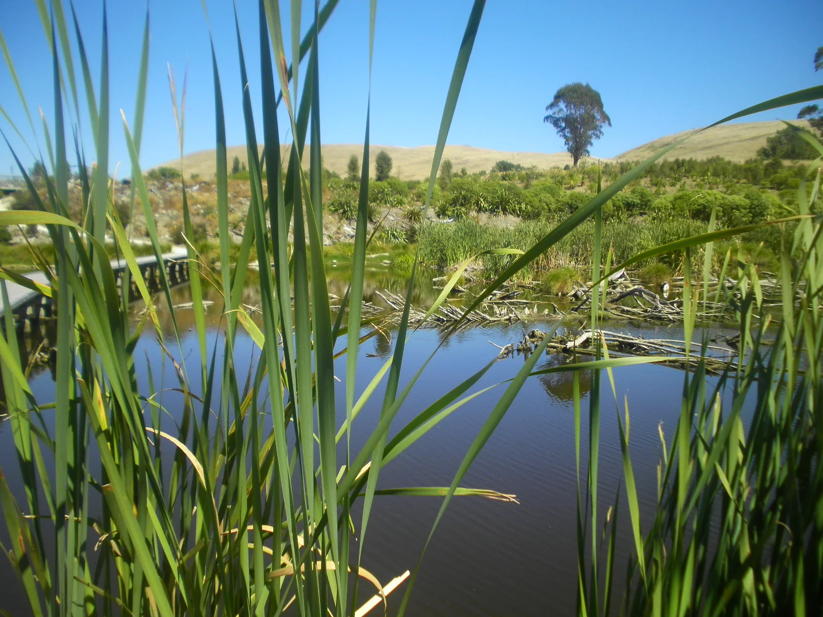 Pekapeka swamp south of Hastings. Photo credit Rachel Hyde - www.ramsar.org
