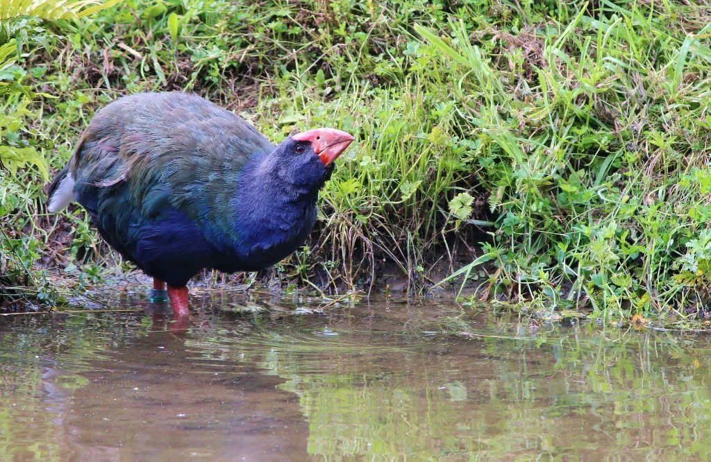 Takahe can be found near wetlands in the South Island. Photo credit Tara Swan via www.ramsar.org