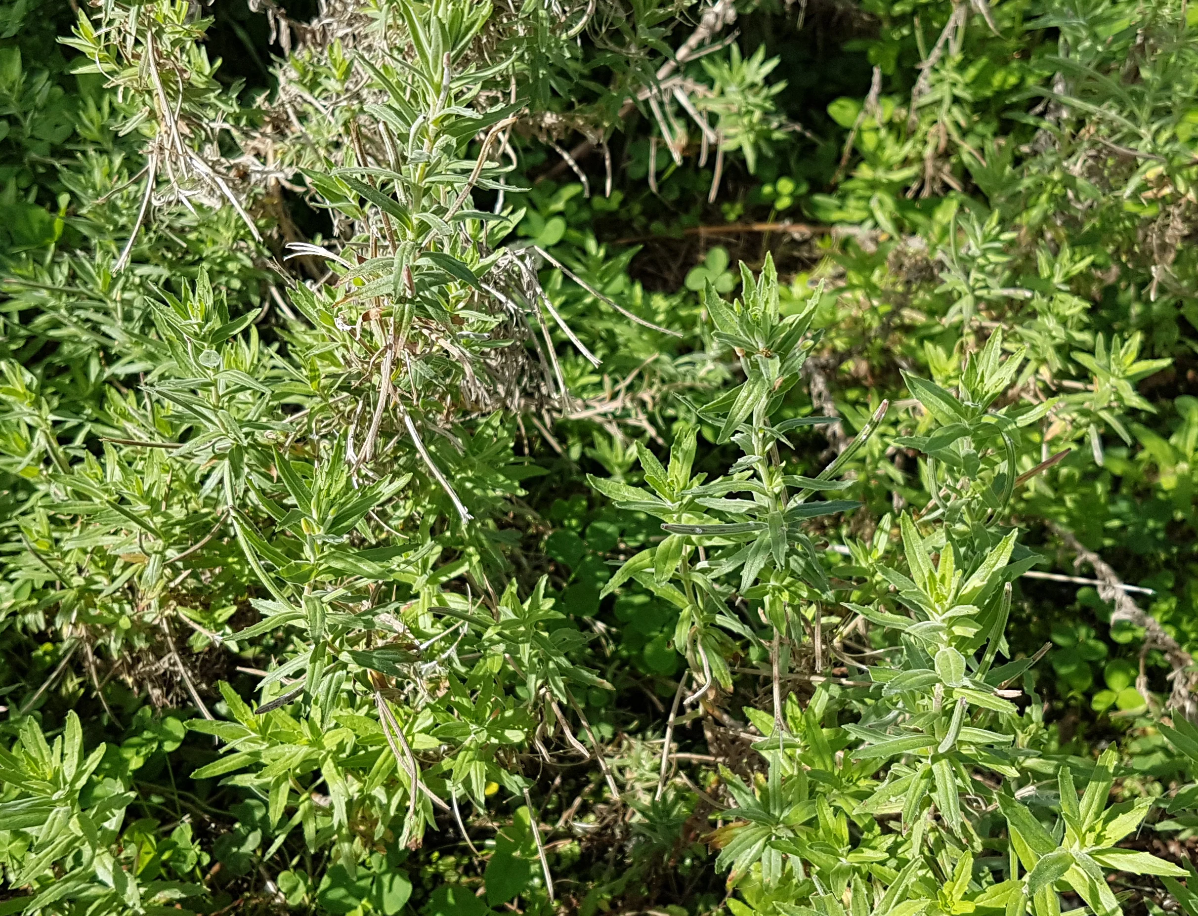 The critically endangered native species, Epilobium hirtigerum.
