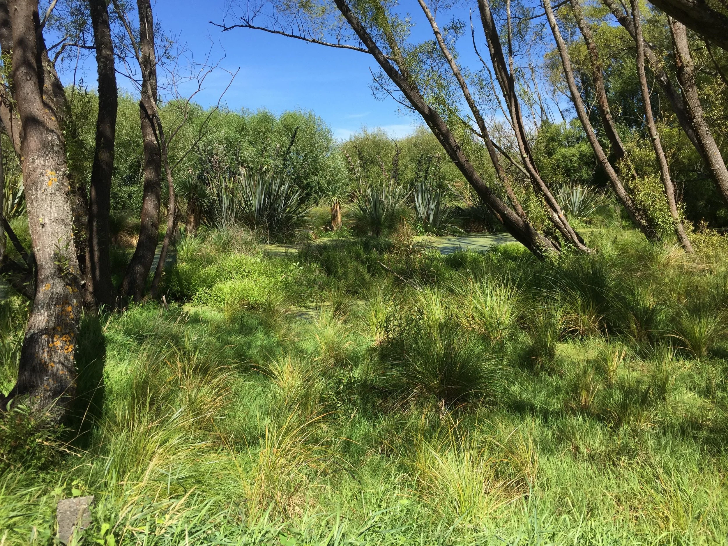 Gill Lawson says she is learning to see the colours and textures in the Canterbury wetlands.