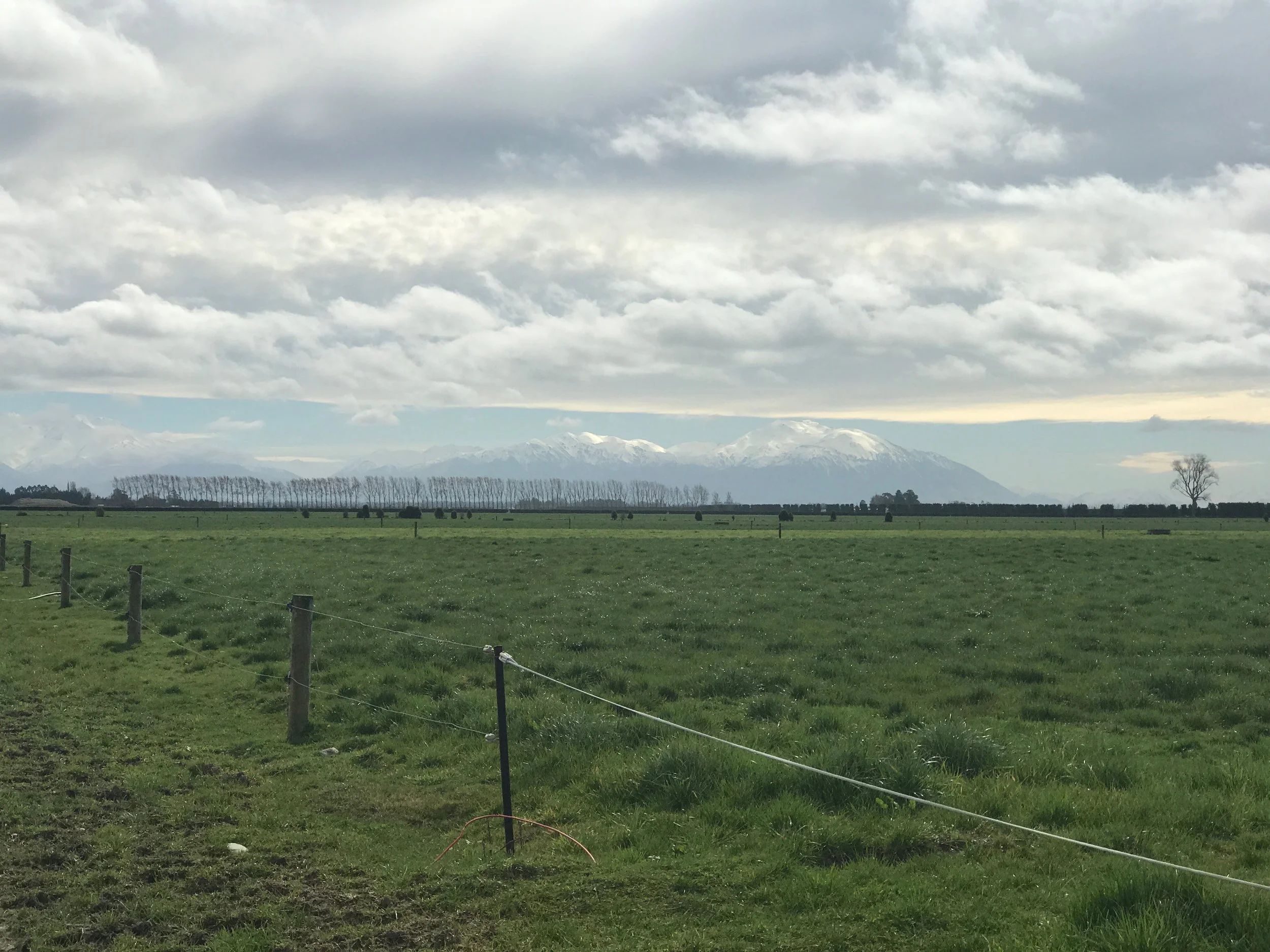 A South Canterbury scene - with the Southern Alps in the background.