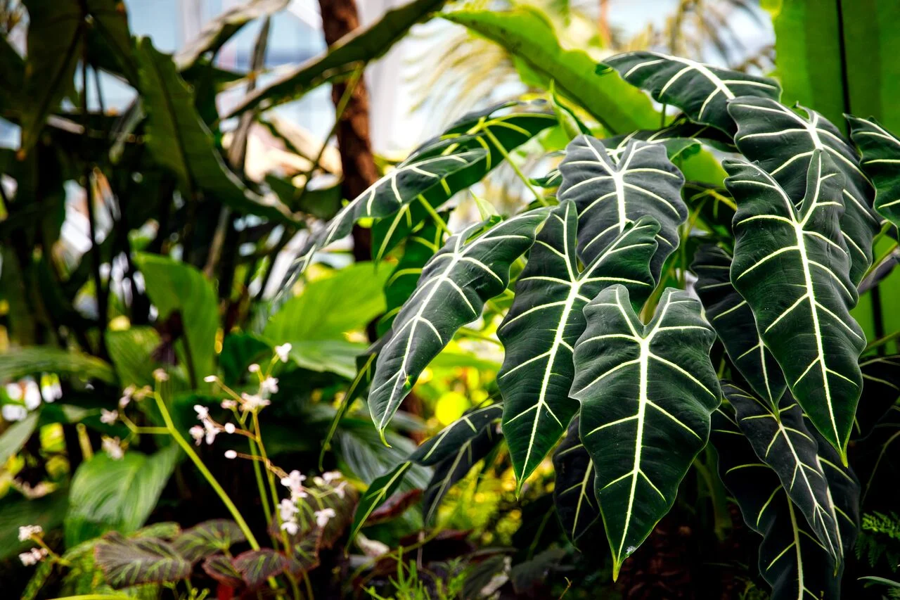There are plants from around 30 countries inside the spheres. Photo courtesy of Amazon.